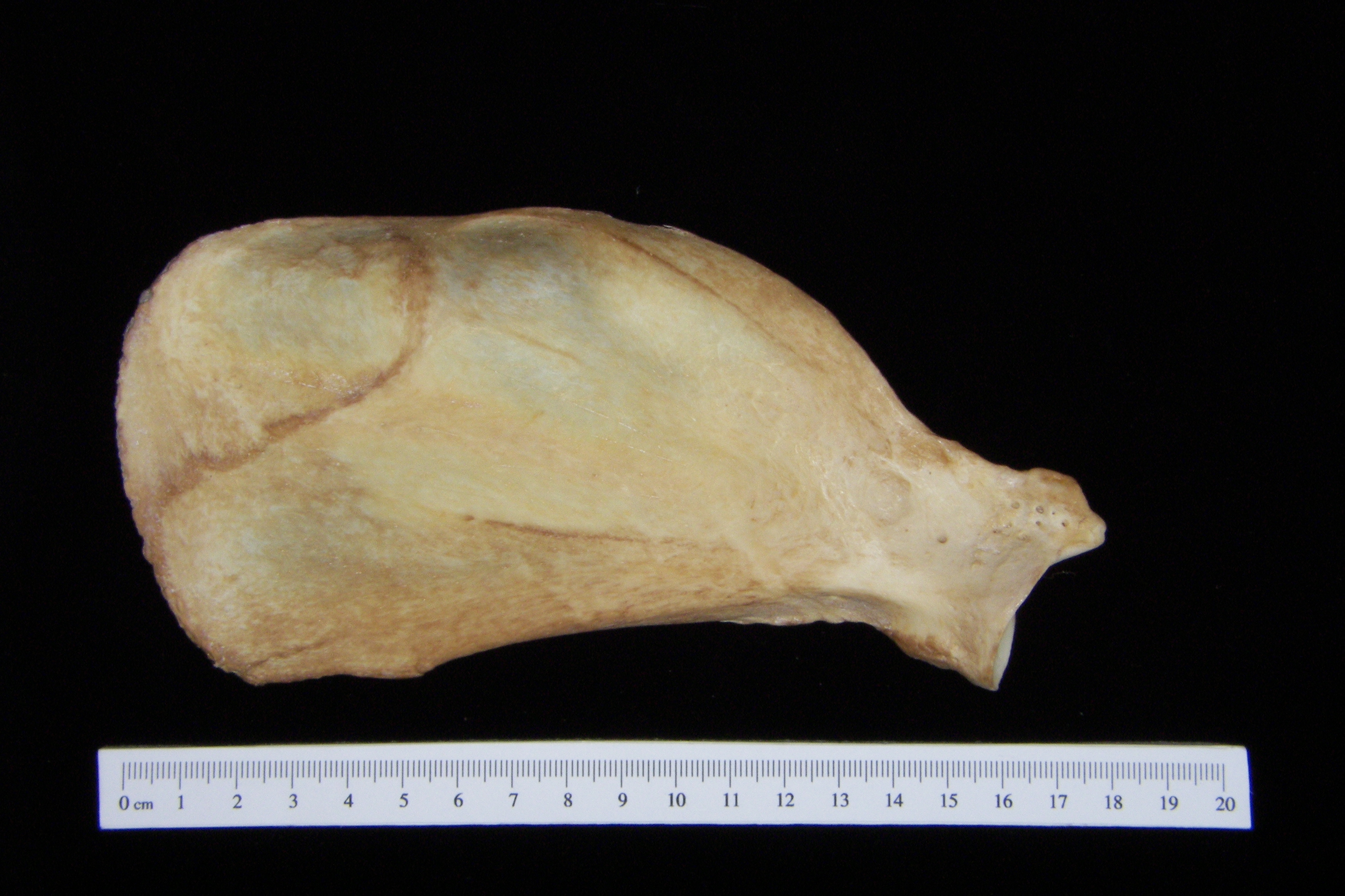 Dog (Canis lupus familiaris) left scapula, anterior view