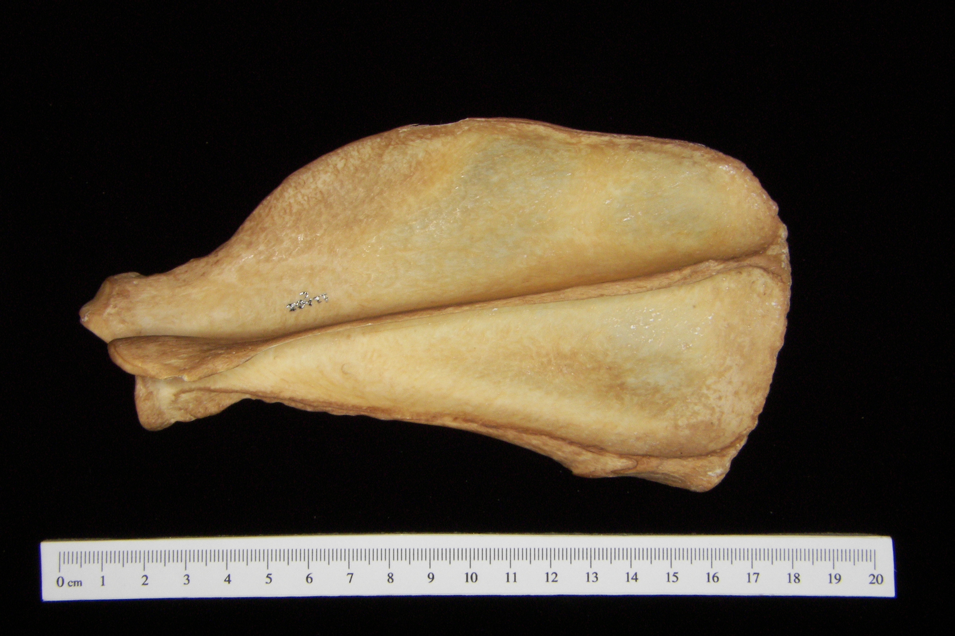 Dog (Canis lupus familiaris) left scapula, posterior view