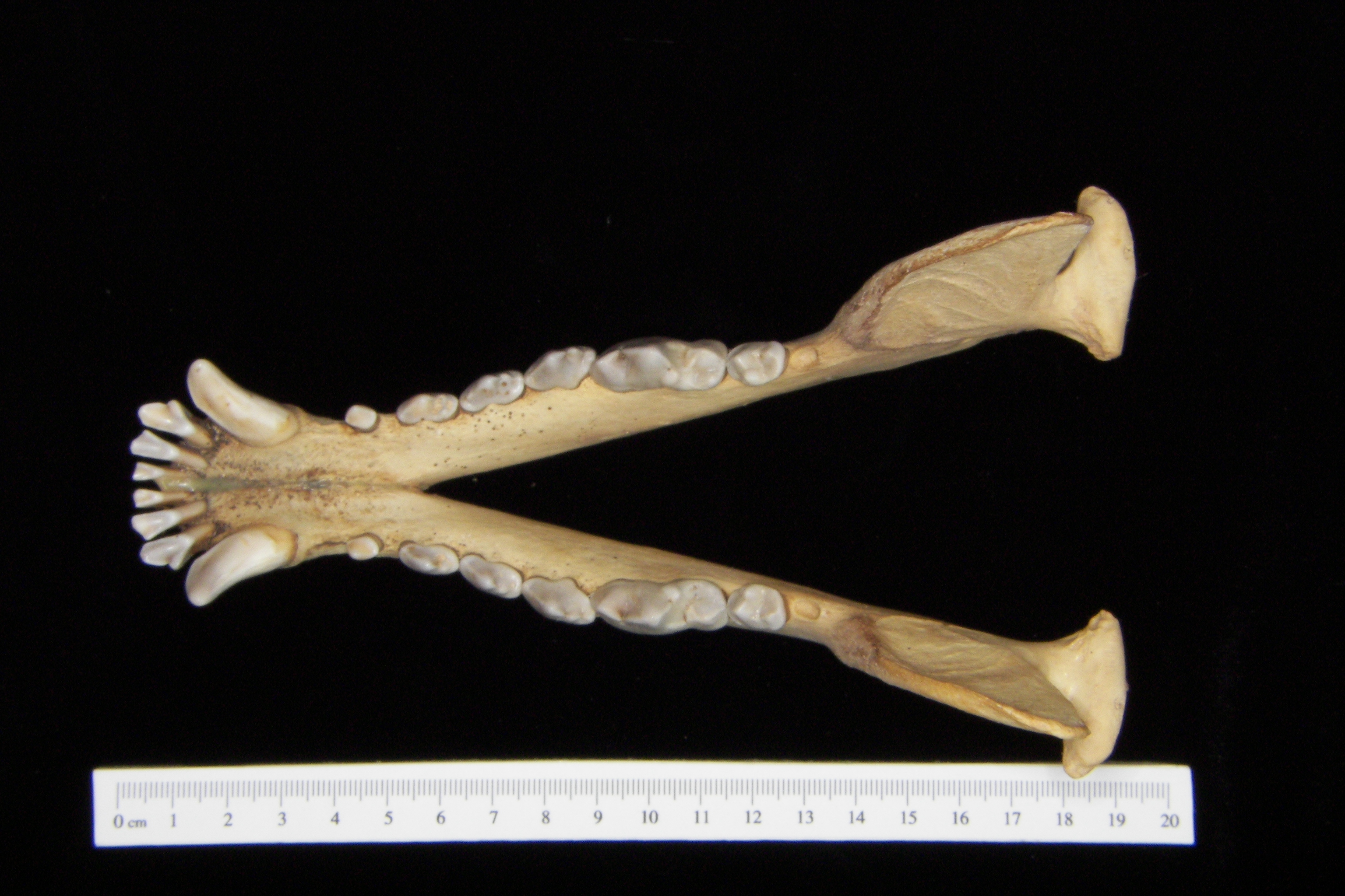 Dog (Canis lupus familiaris) mandible, superior view