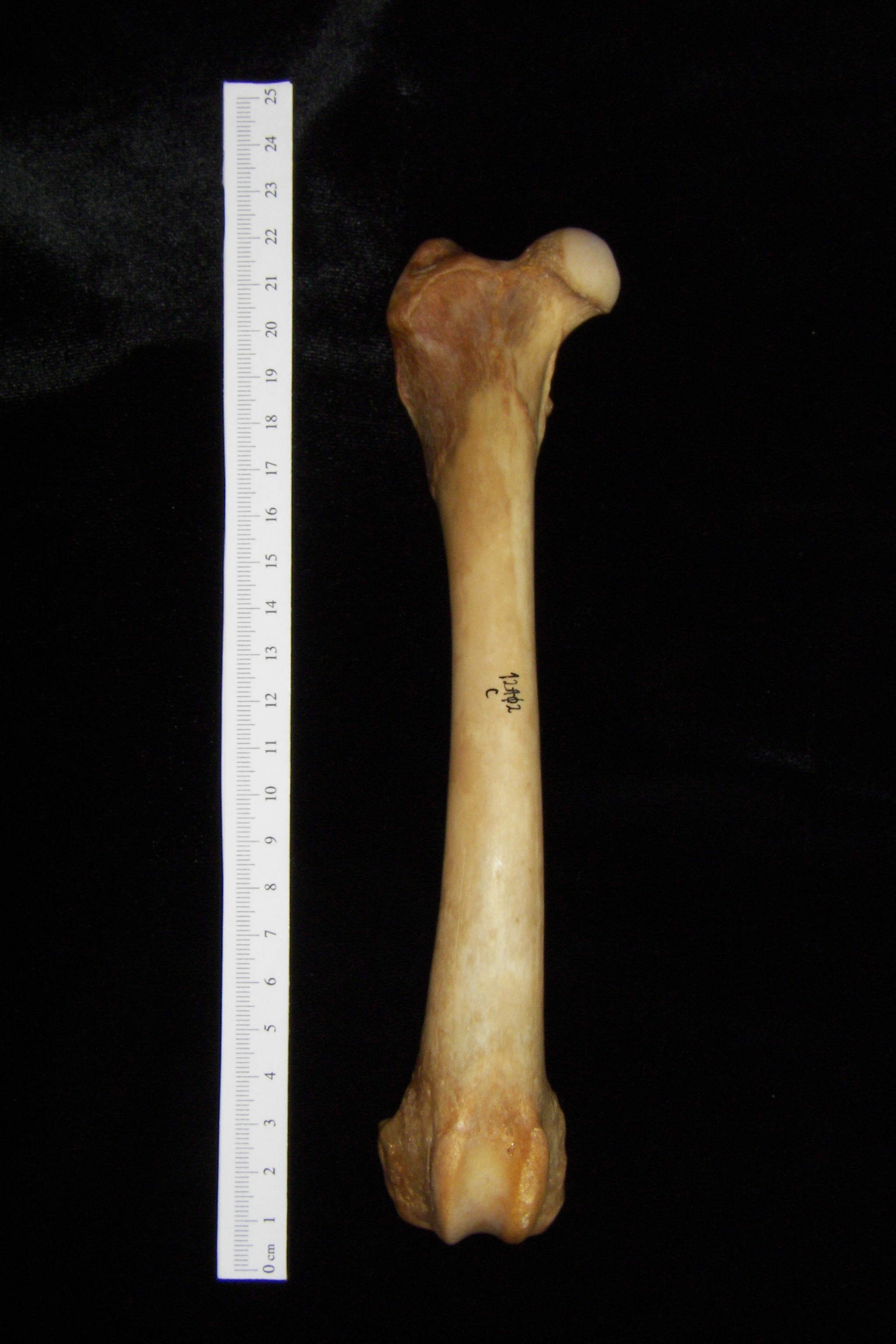 Dog (Canis lupus familiaris) right femur, anterior view
