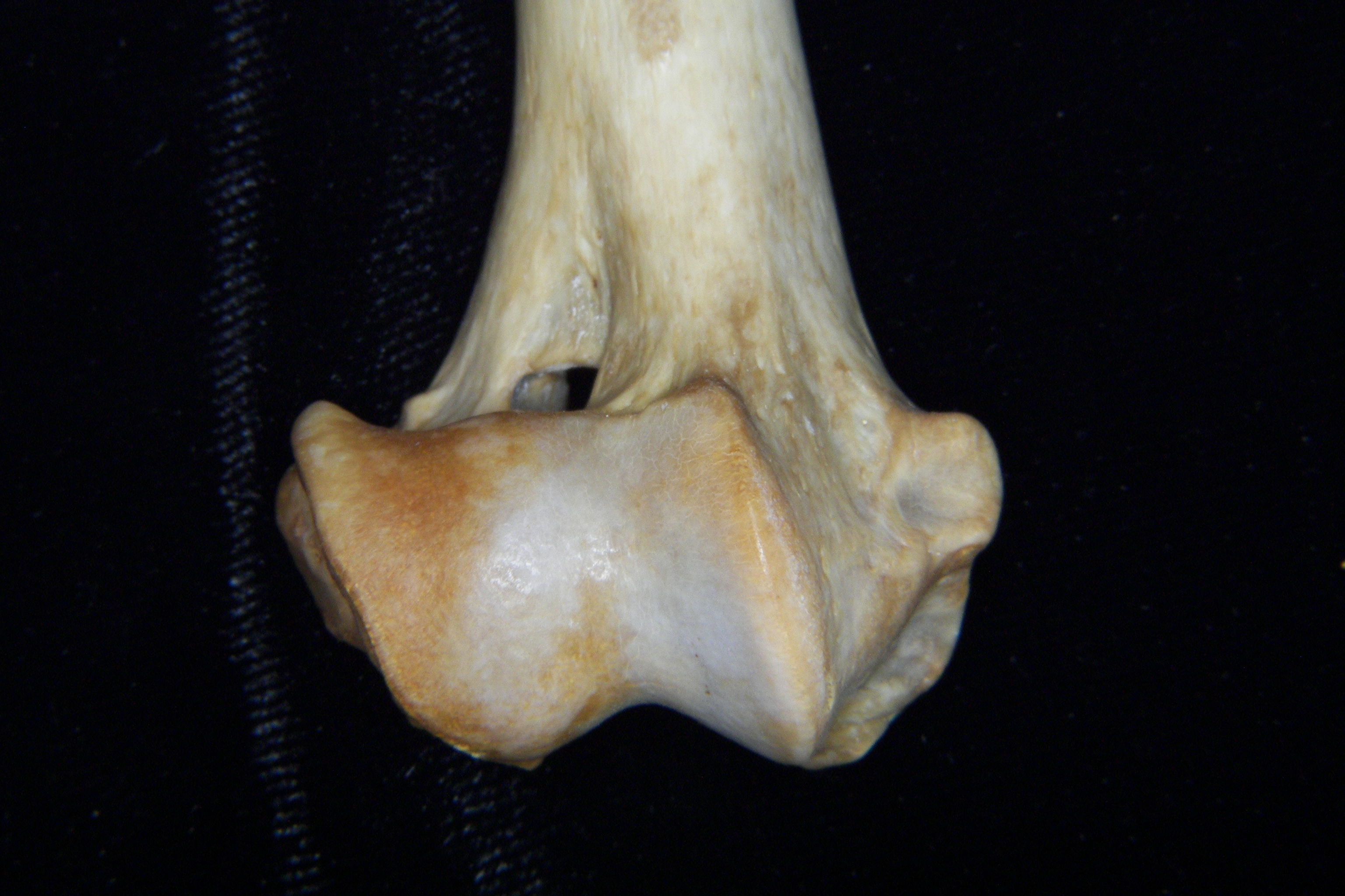 Dog (Canis lupus familiaris) right humerus, distal aspect