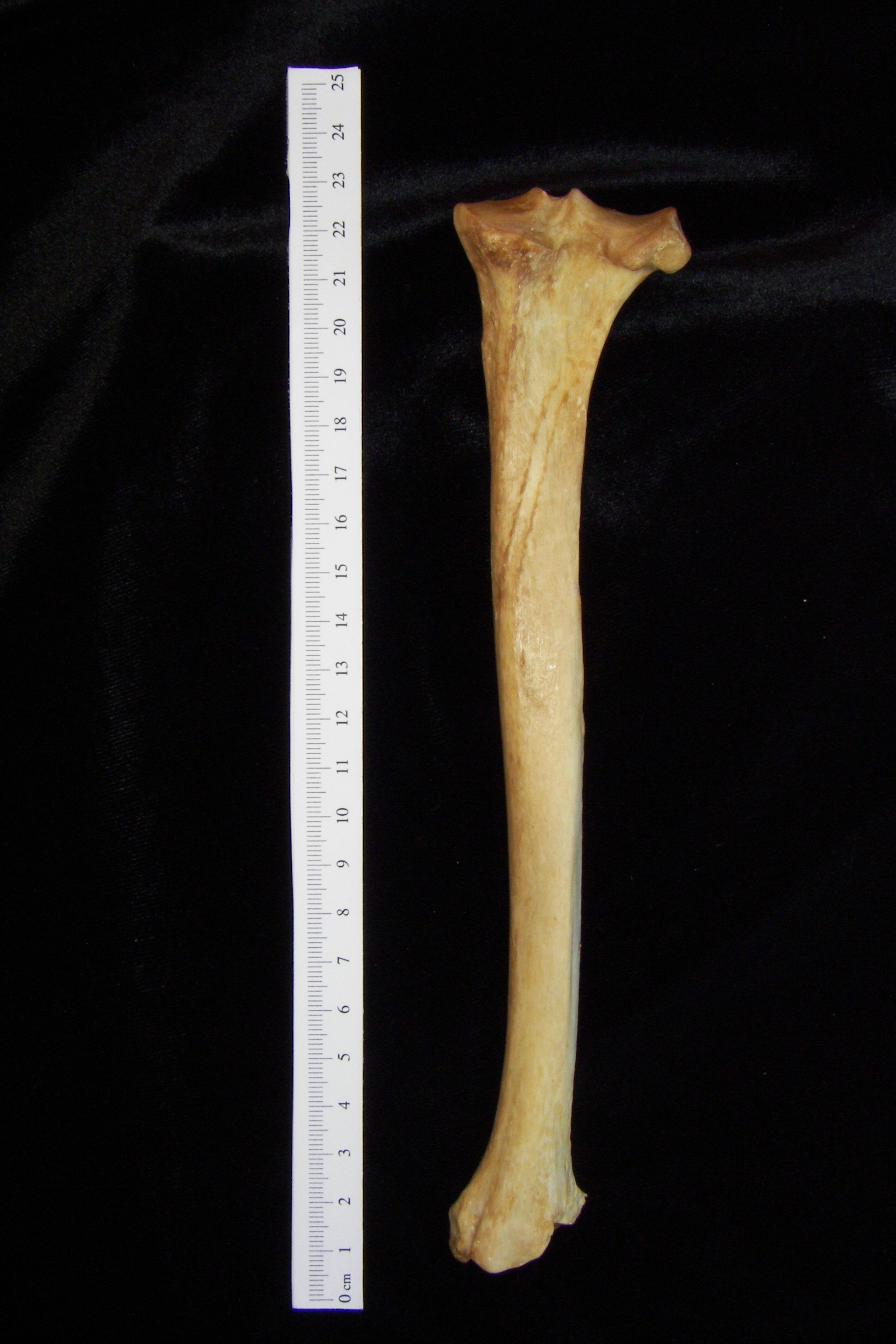 Dog (Canis lupus familiaris) right tibia, posterior view