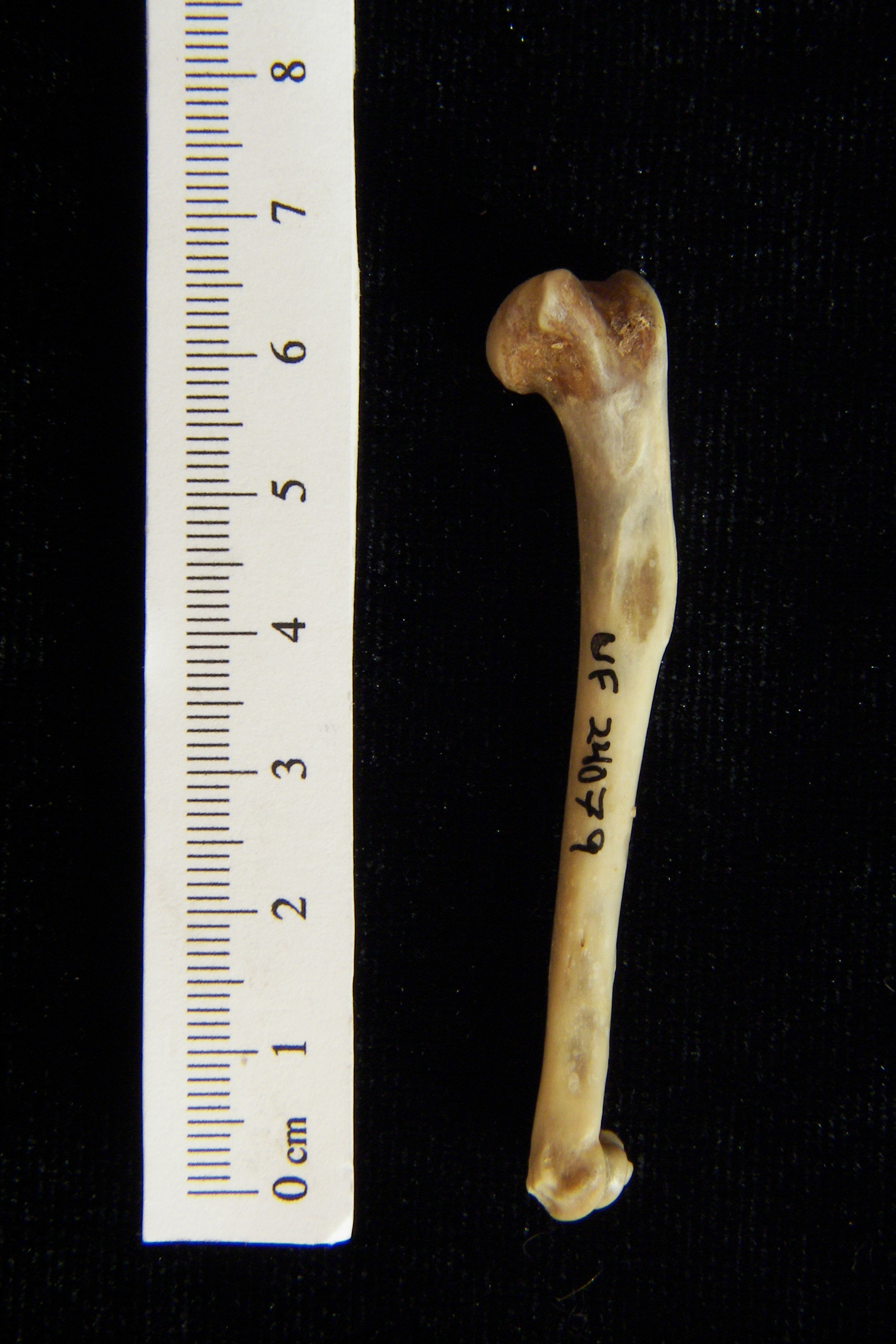 Eastern cottontail rabbit (Sylvilagus floridanus) left humerus, anterior view