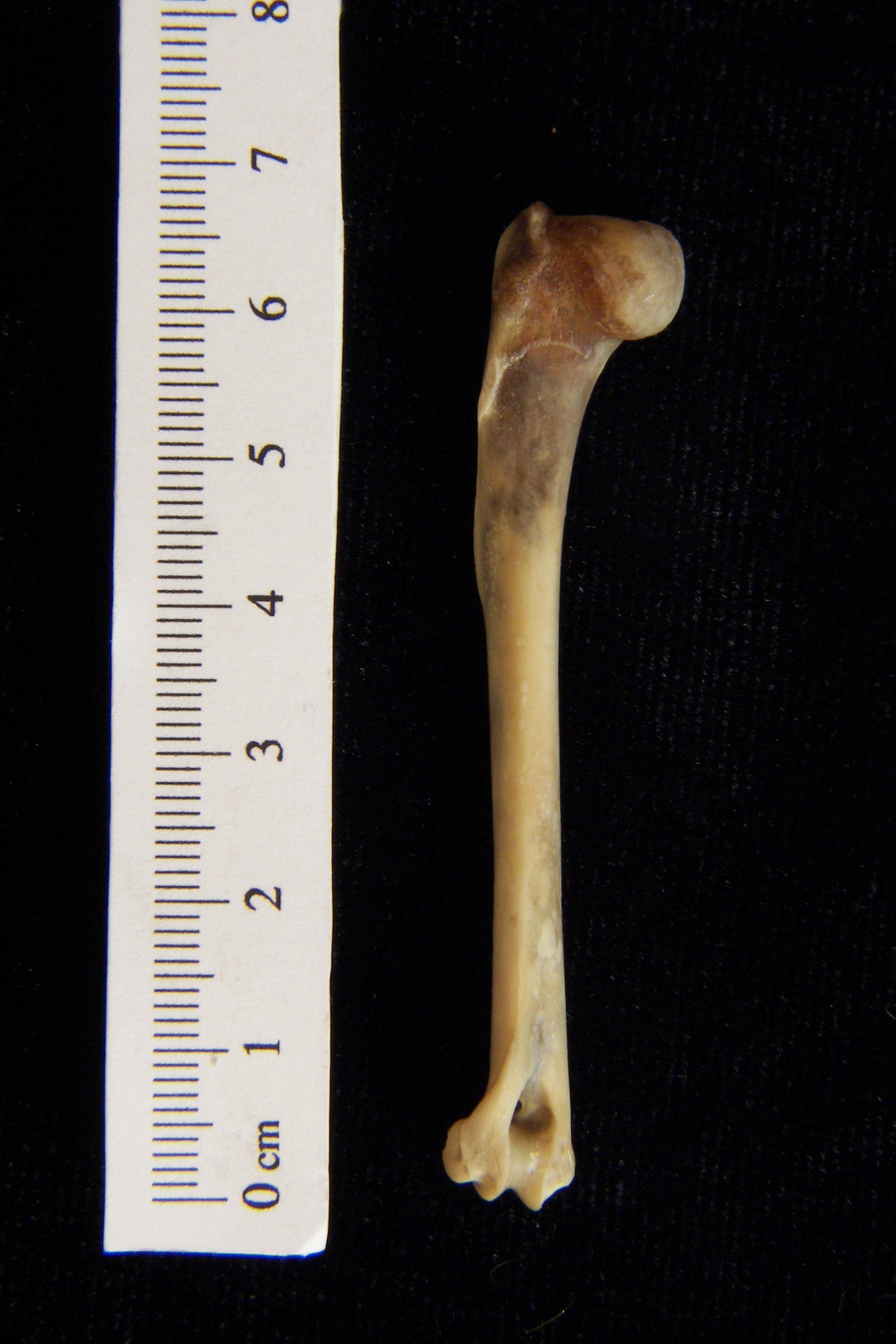 Eastern cottontail rabbit (Sylvilagus floridanus) left humerus, posterior view