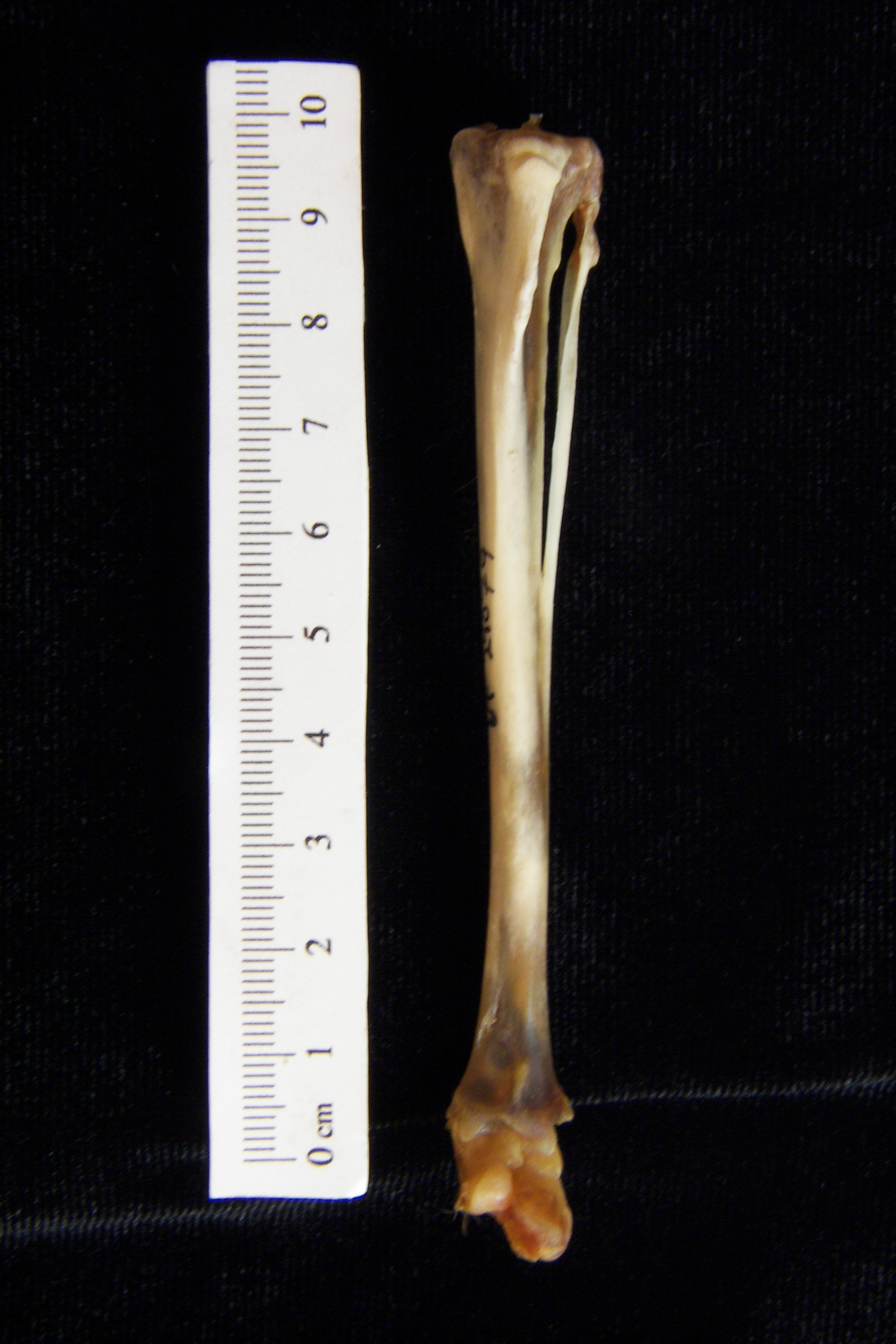 Eastern cottontail rabbit (Sylvilagus floridanus) left tibia and fibula, anterior view