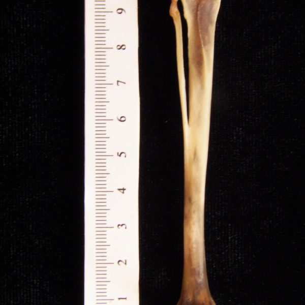 eastern-cottontail-rabbit-sylvilagus-floridanus-left-tibia-and-fibula-posterior-flmnh-collection-24079