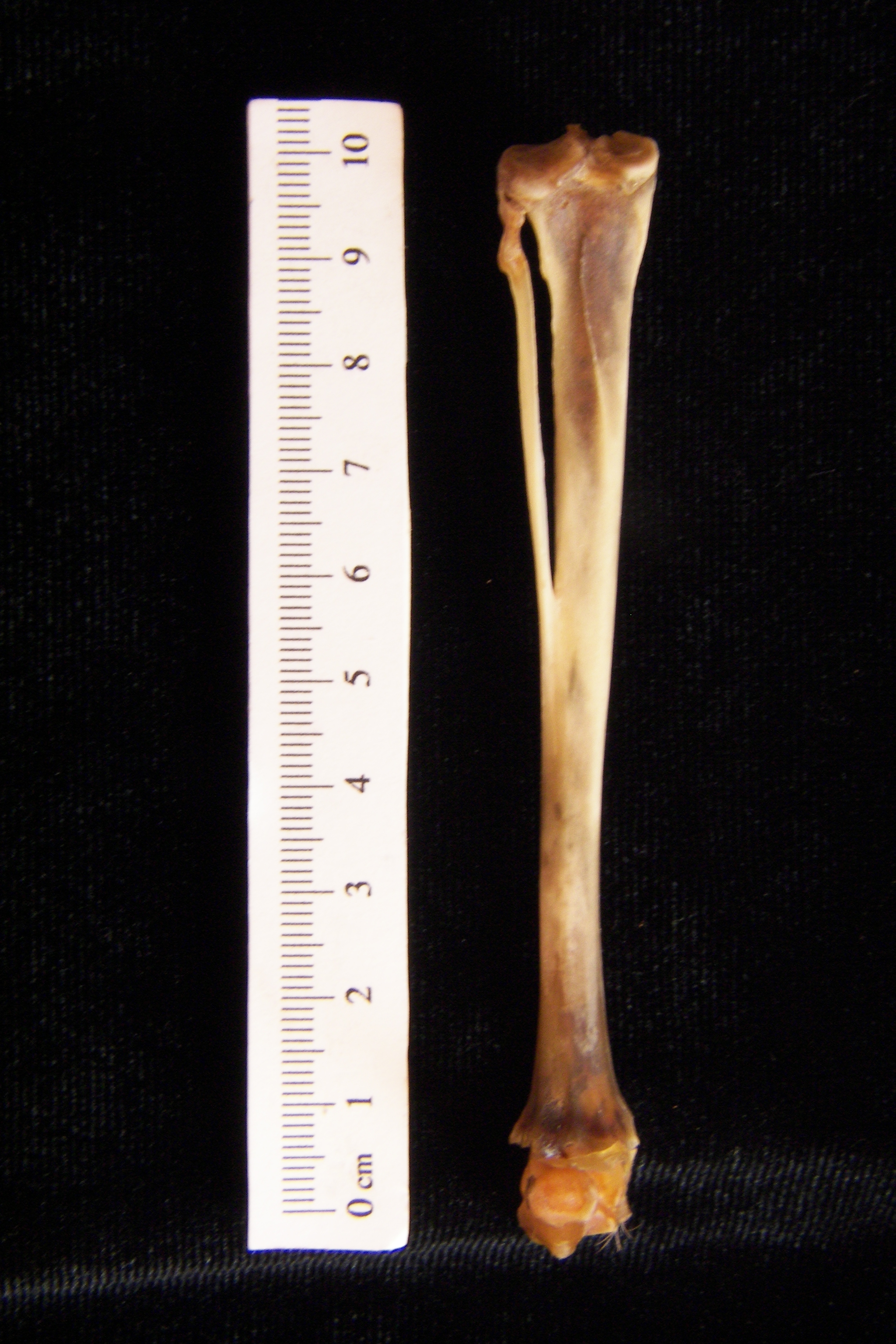 Eastern cottontail rabbit (Sylvilagus floridanus) left tibia and fibula, posterior view