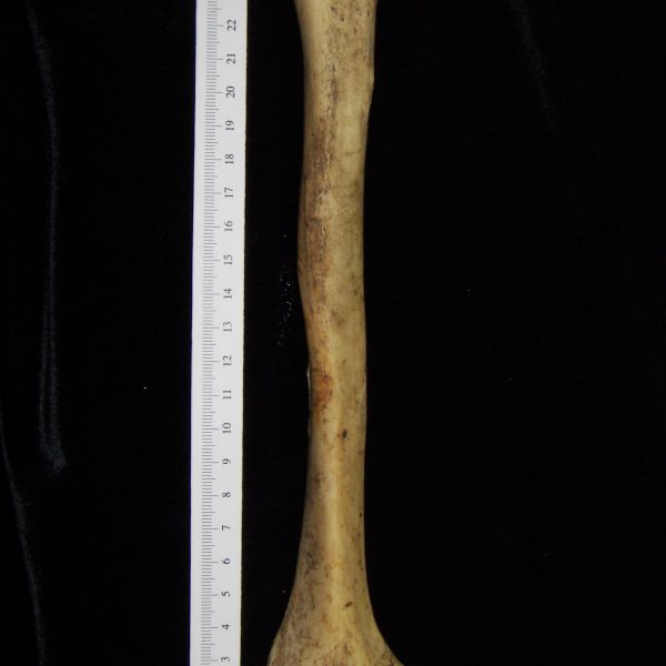 human-home-sapiens-right-humerus-lateral-ccco