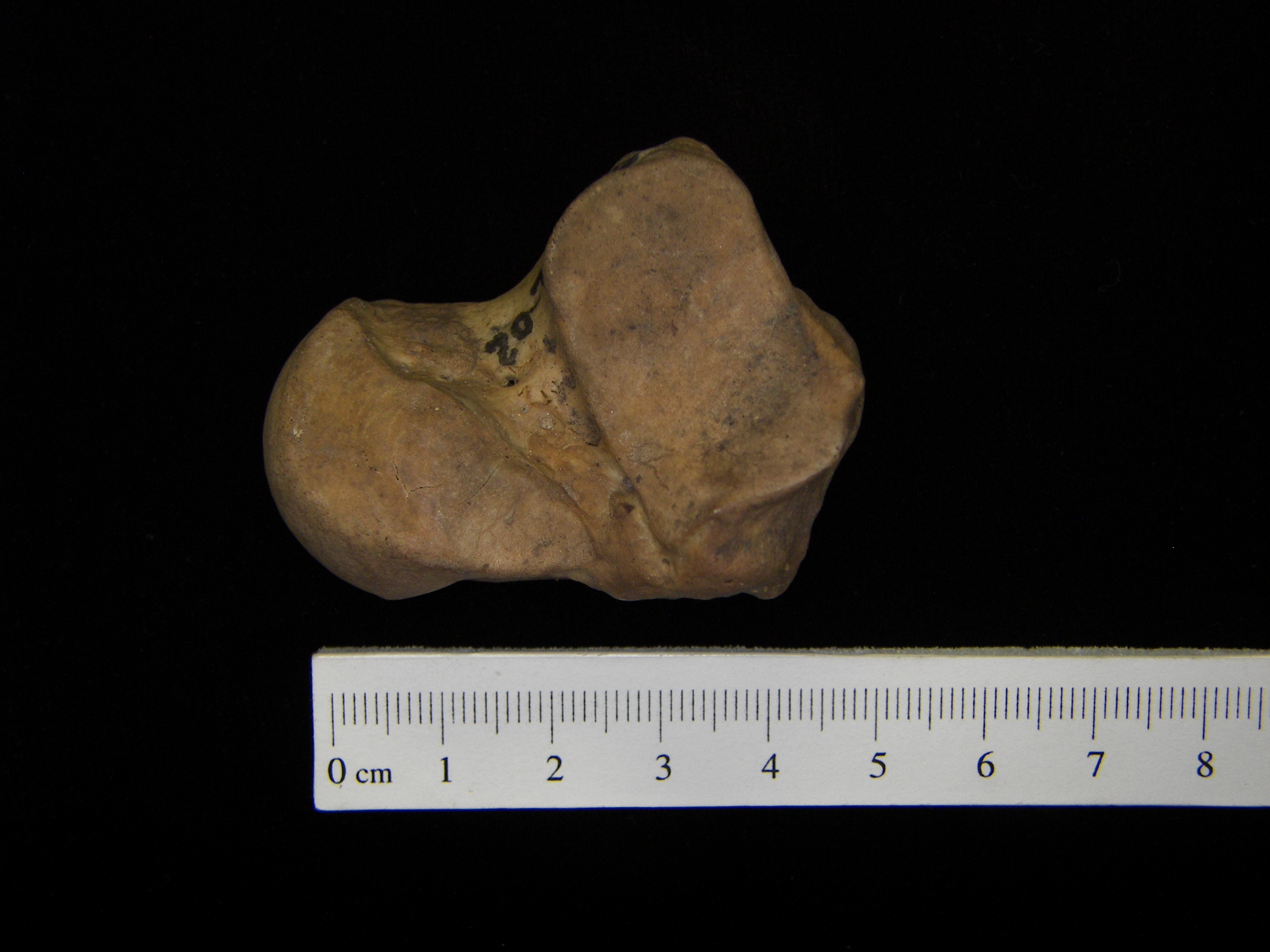 Human left talus, inferior view