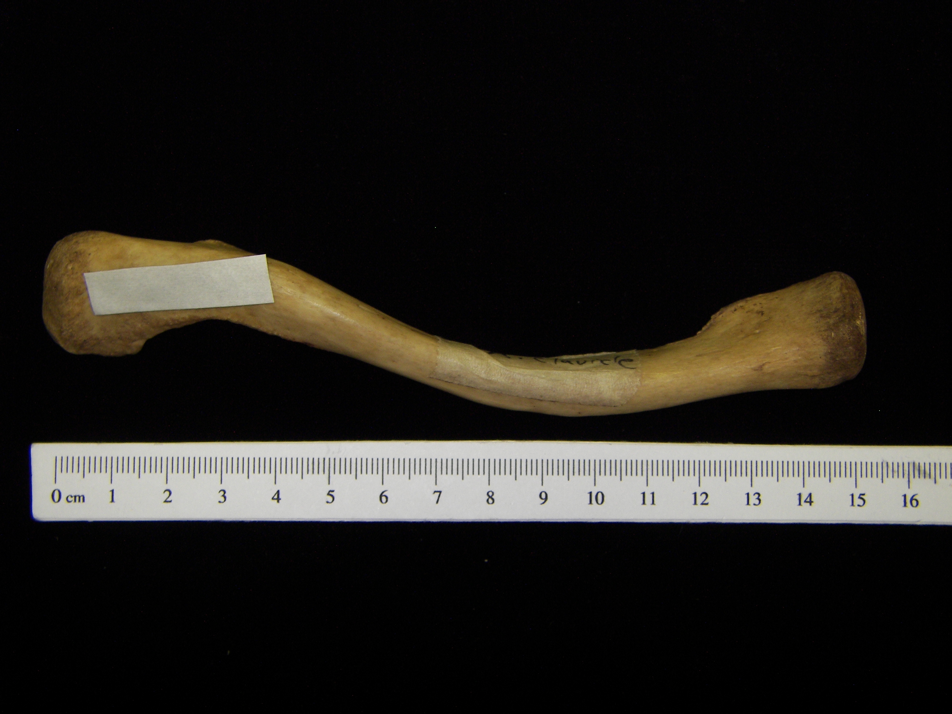 Human right clavicle, view 2