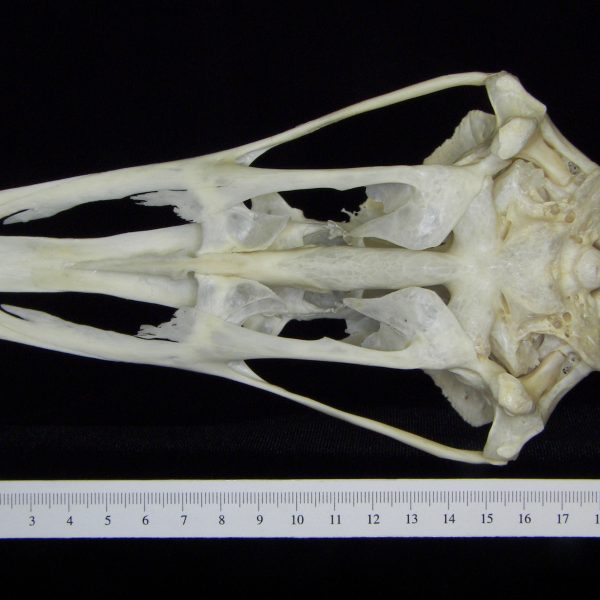 ostrich-struthio-camelus-cranium-inferior-cofc-osteological-collection