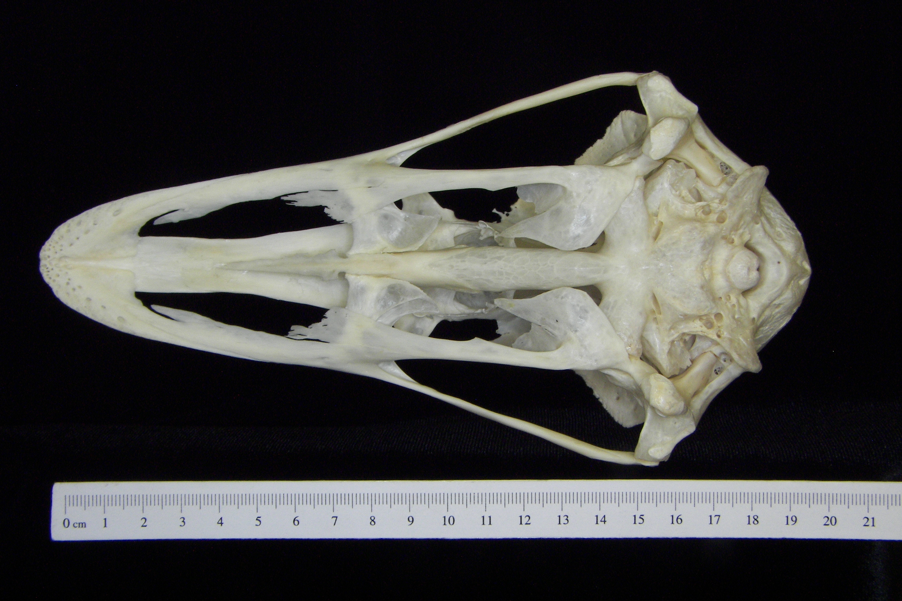 Ostrich (Struthio camelus) cranium, inferior view