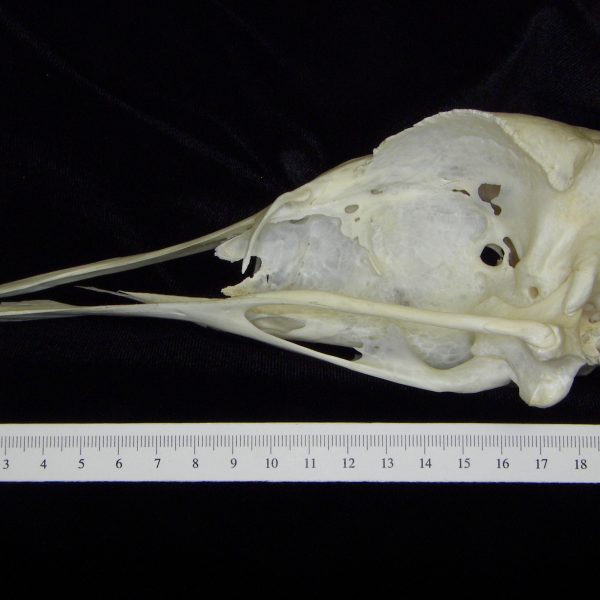 ostrich-struthio-camelus-cranium-lateral-cofc-osteological-collection