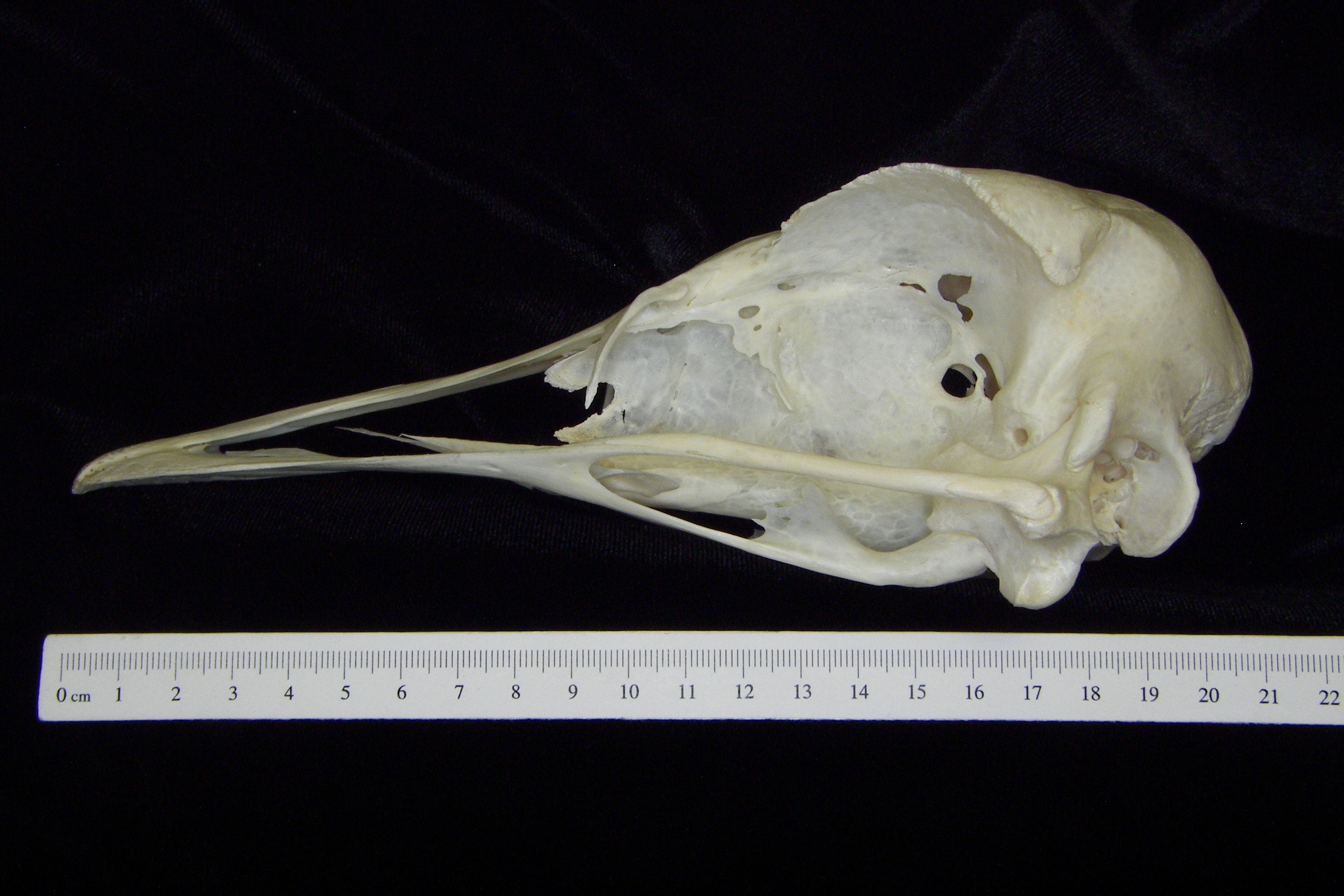 Ostrich (Struthio camelus) cranium, lateral view