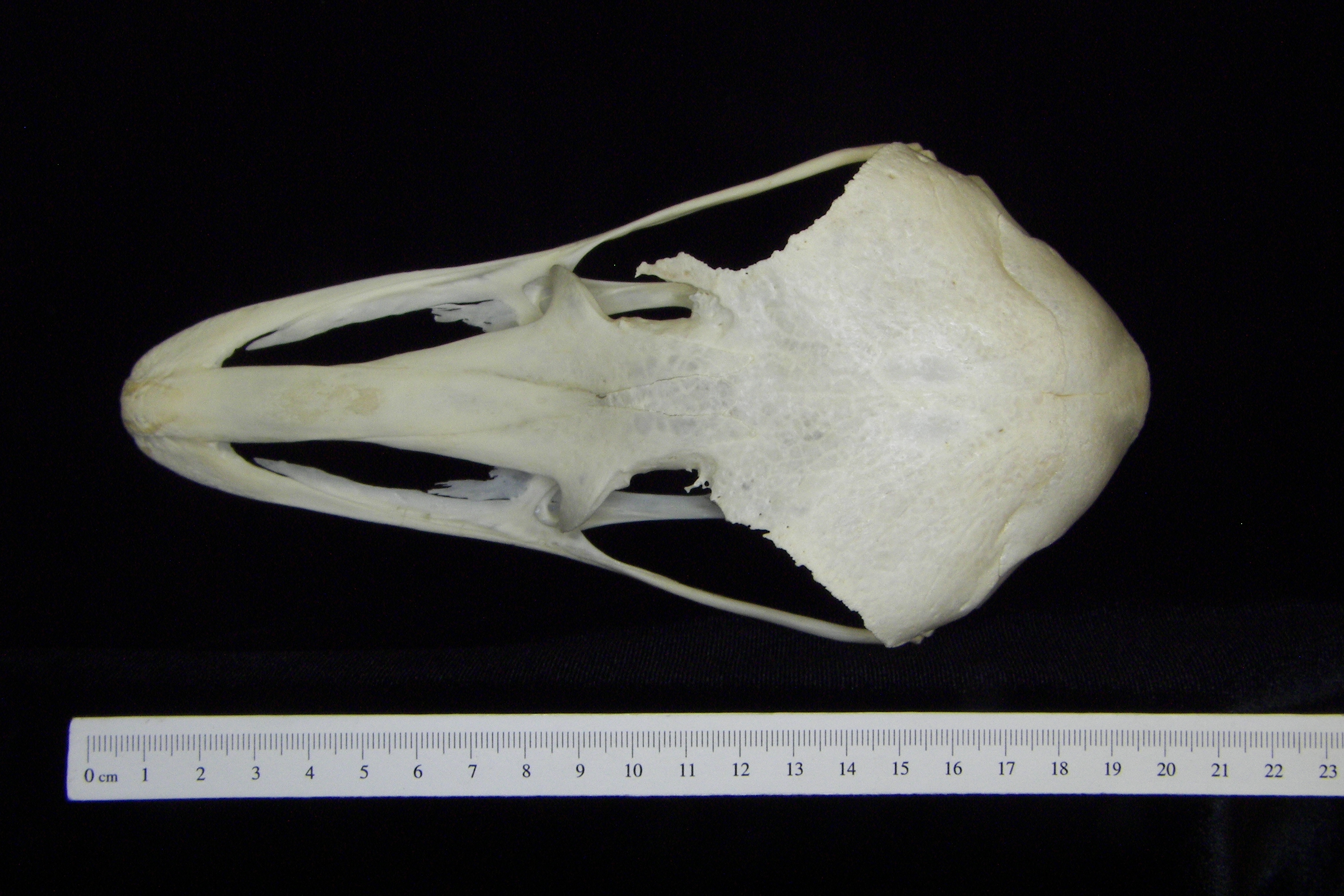 Ostrich (Struthio camelus) cranium, superior view