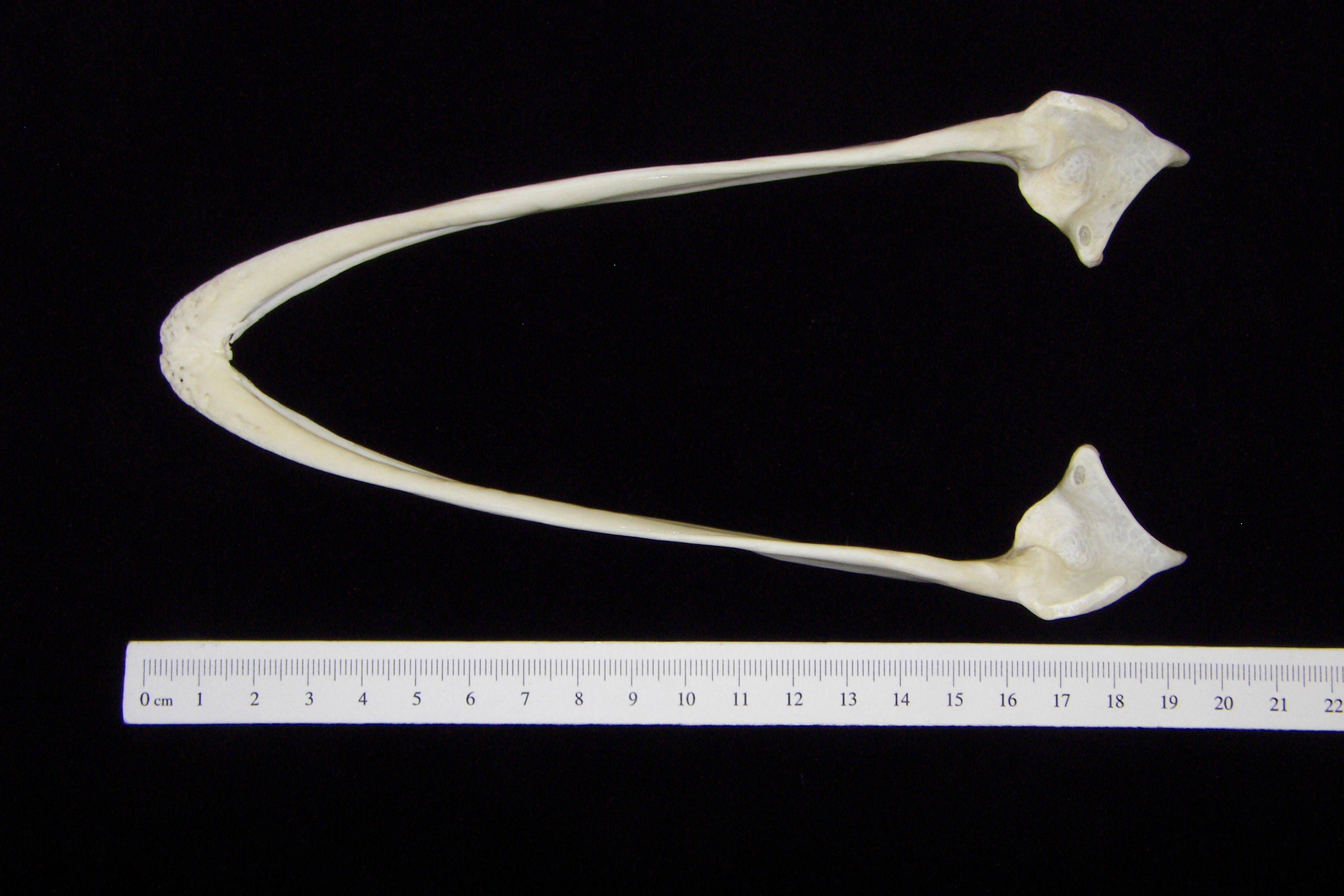 Ostrich (Struthio camelus) mandible, superior view