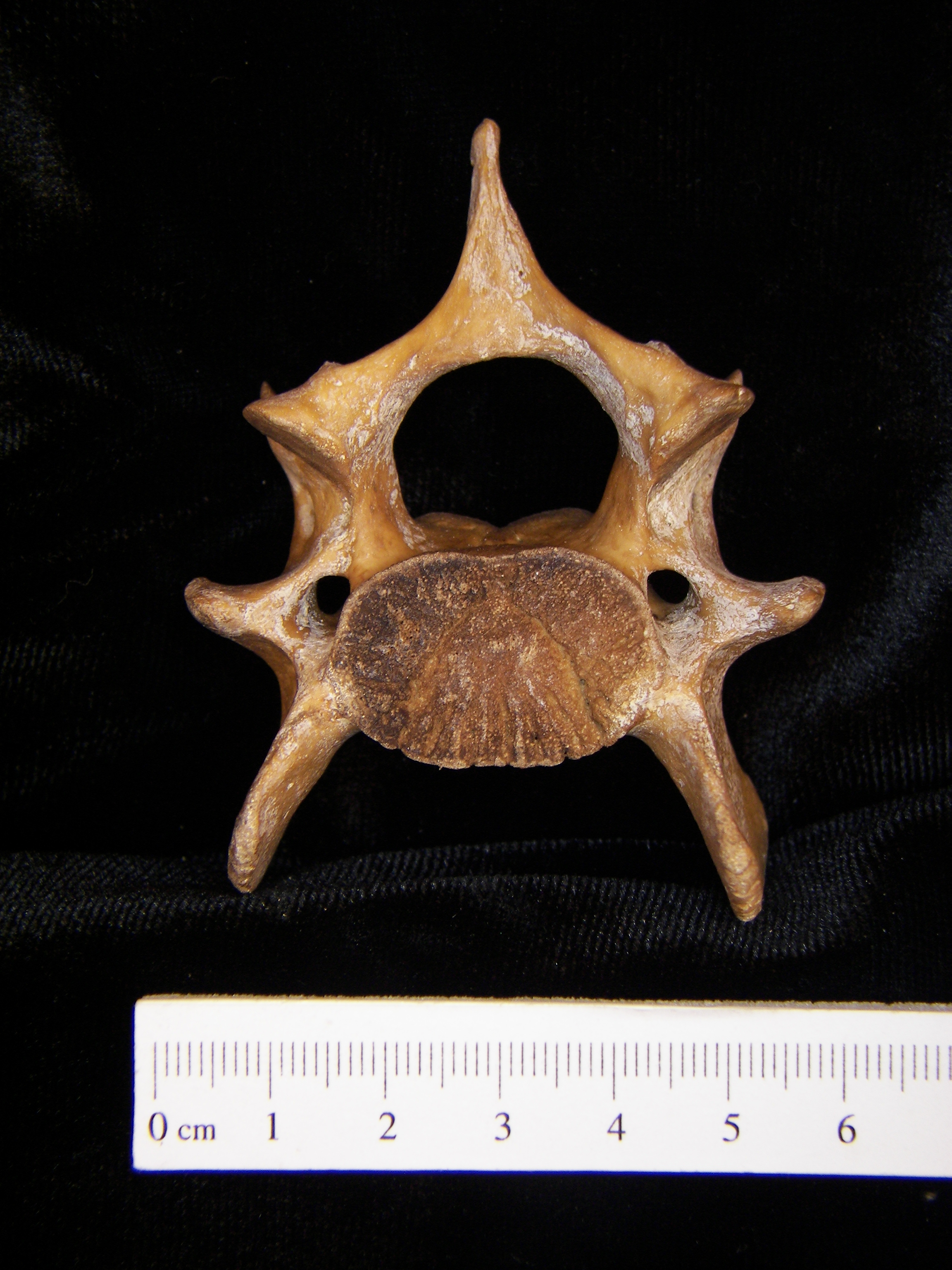 Wild boar (Sus scrofa) ~C6, 6th cervical vertebra, view 2