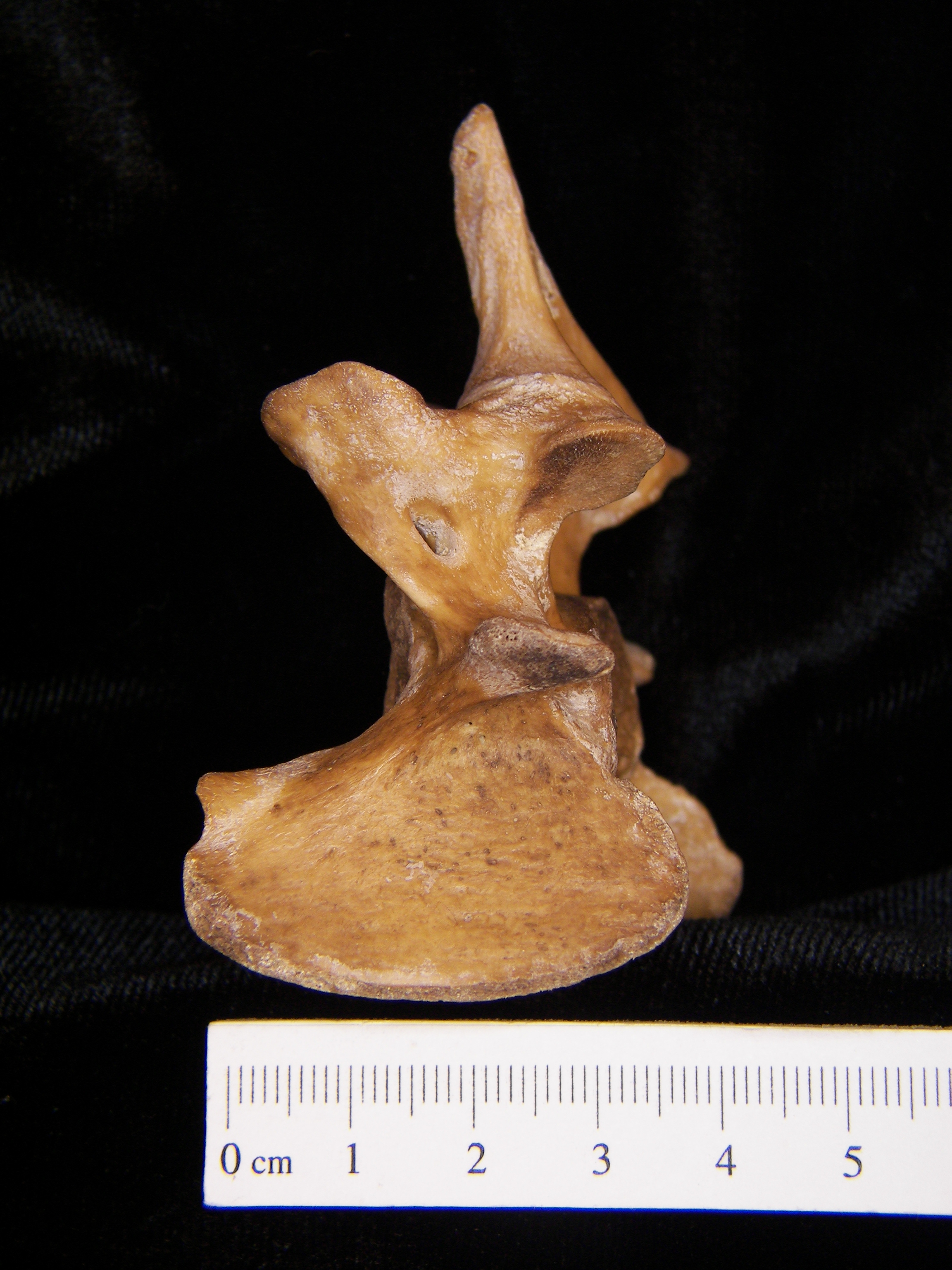 Wild boar (Sus scrofa) C6, 6th cervical vertebra