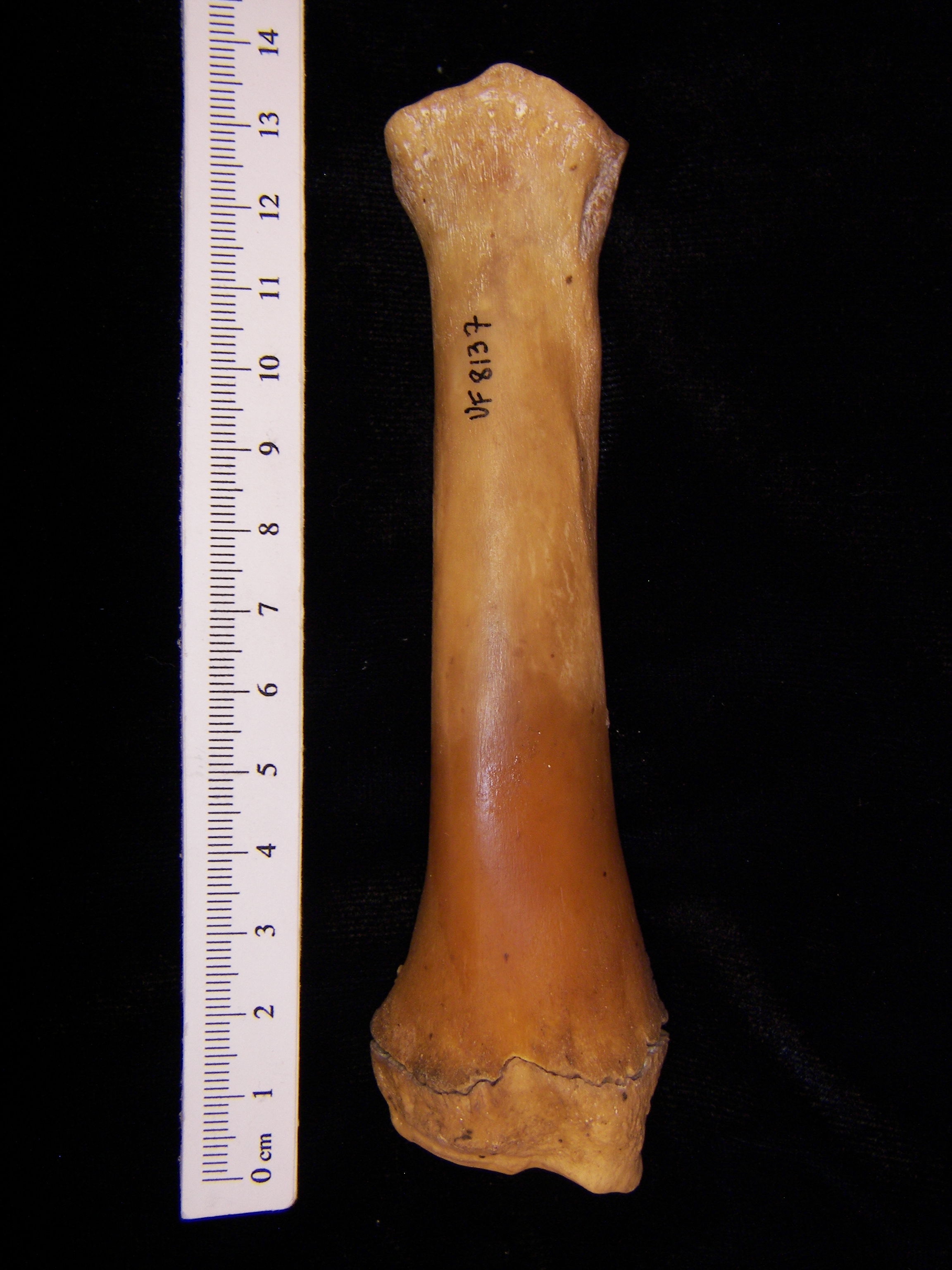 Wild boar (Sus scrofa) right radius, anterior view