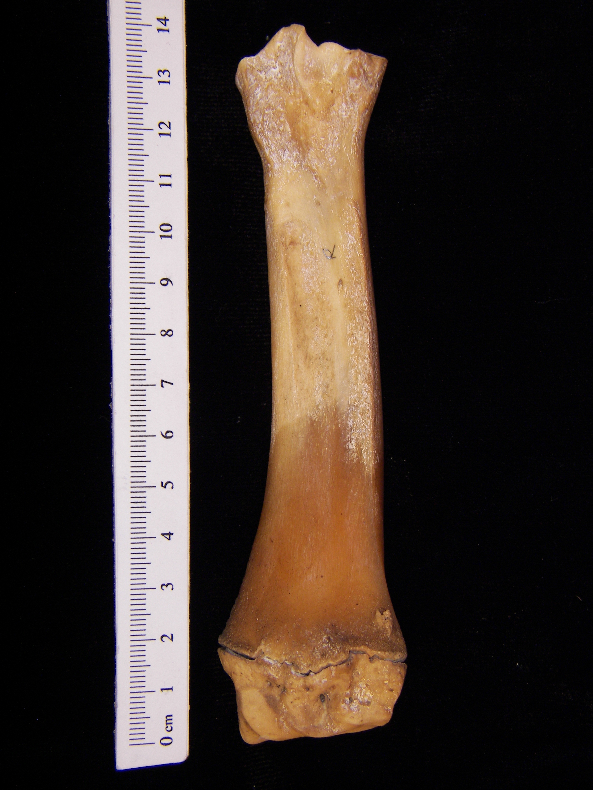 Wild boar (Sus scrofa) right radius, posterior view