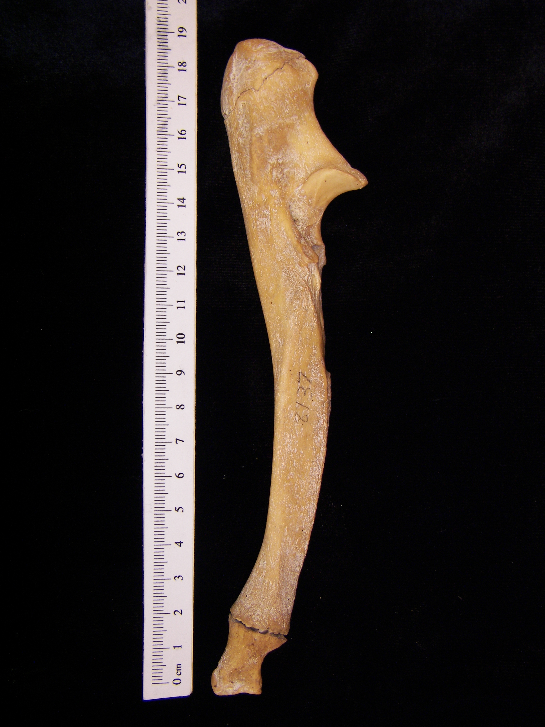 Wild boar (Sus scrofa) right ulna, lateral view