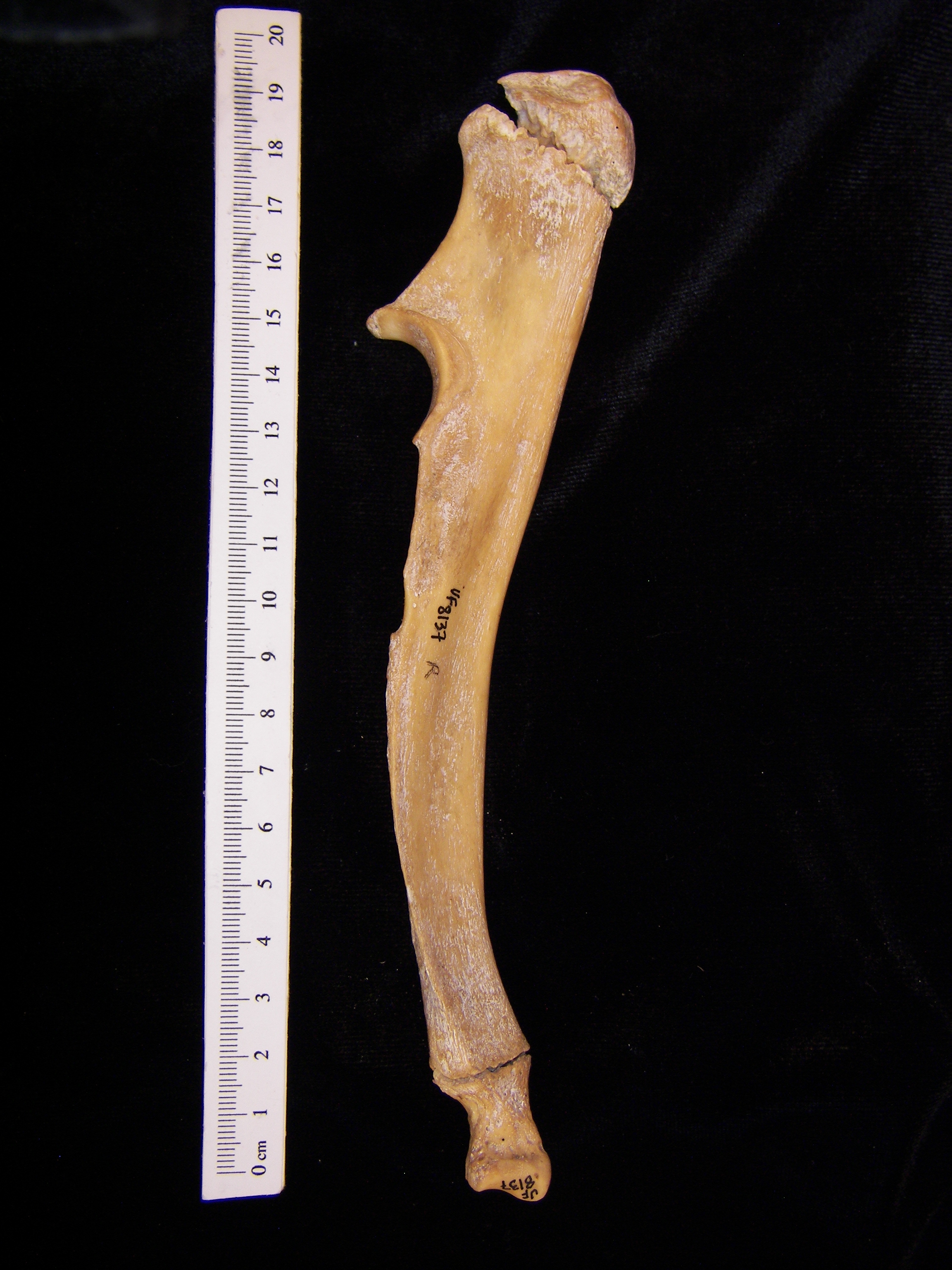 Wild boar (Sus scrofa) right ulna, medial view