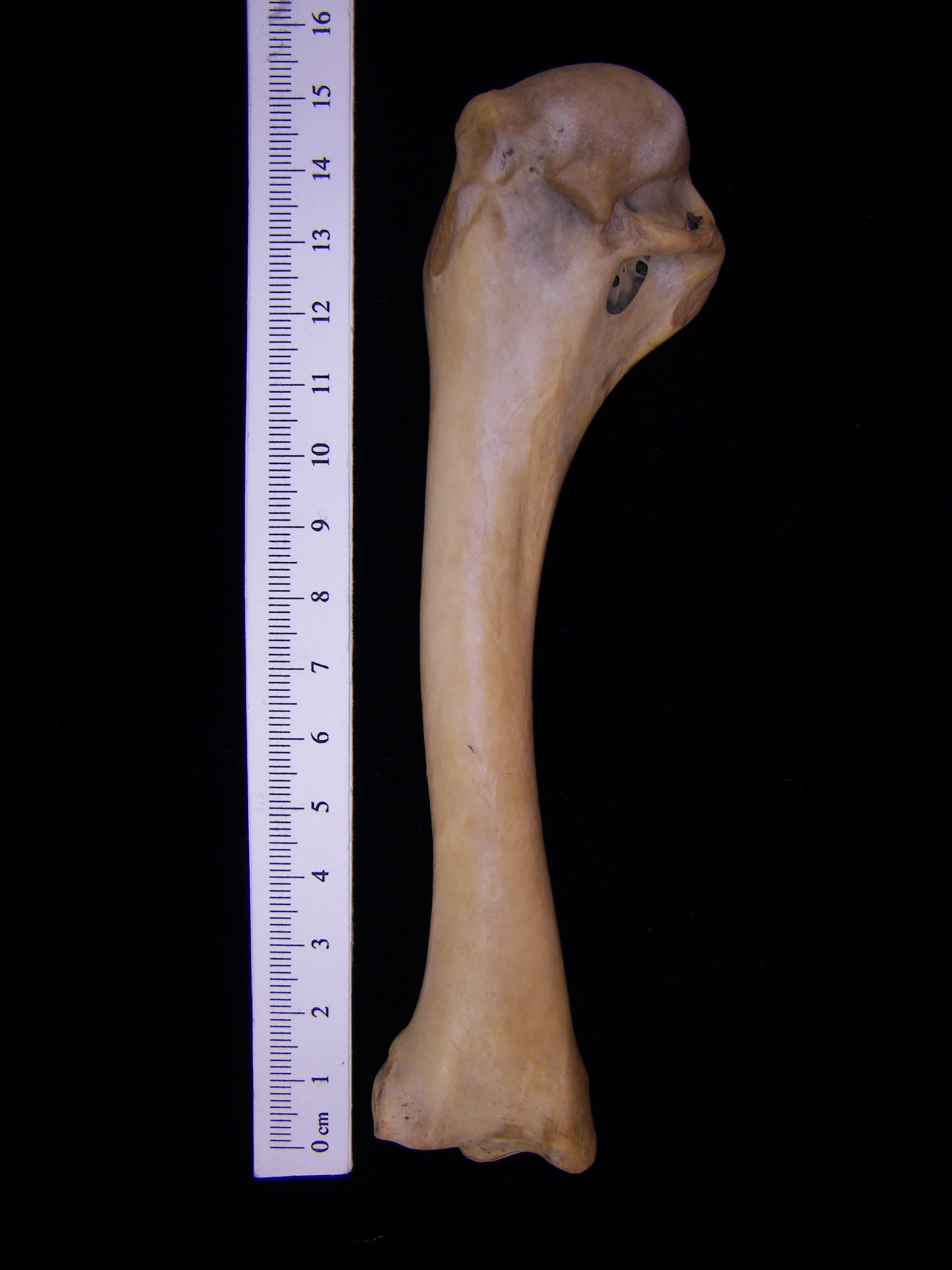 Wild turkey (Meleagris gallopavo) left humerus, view 2