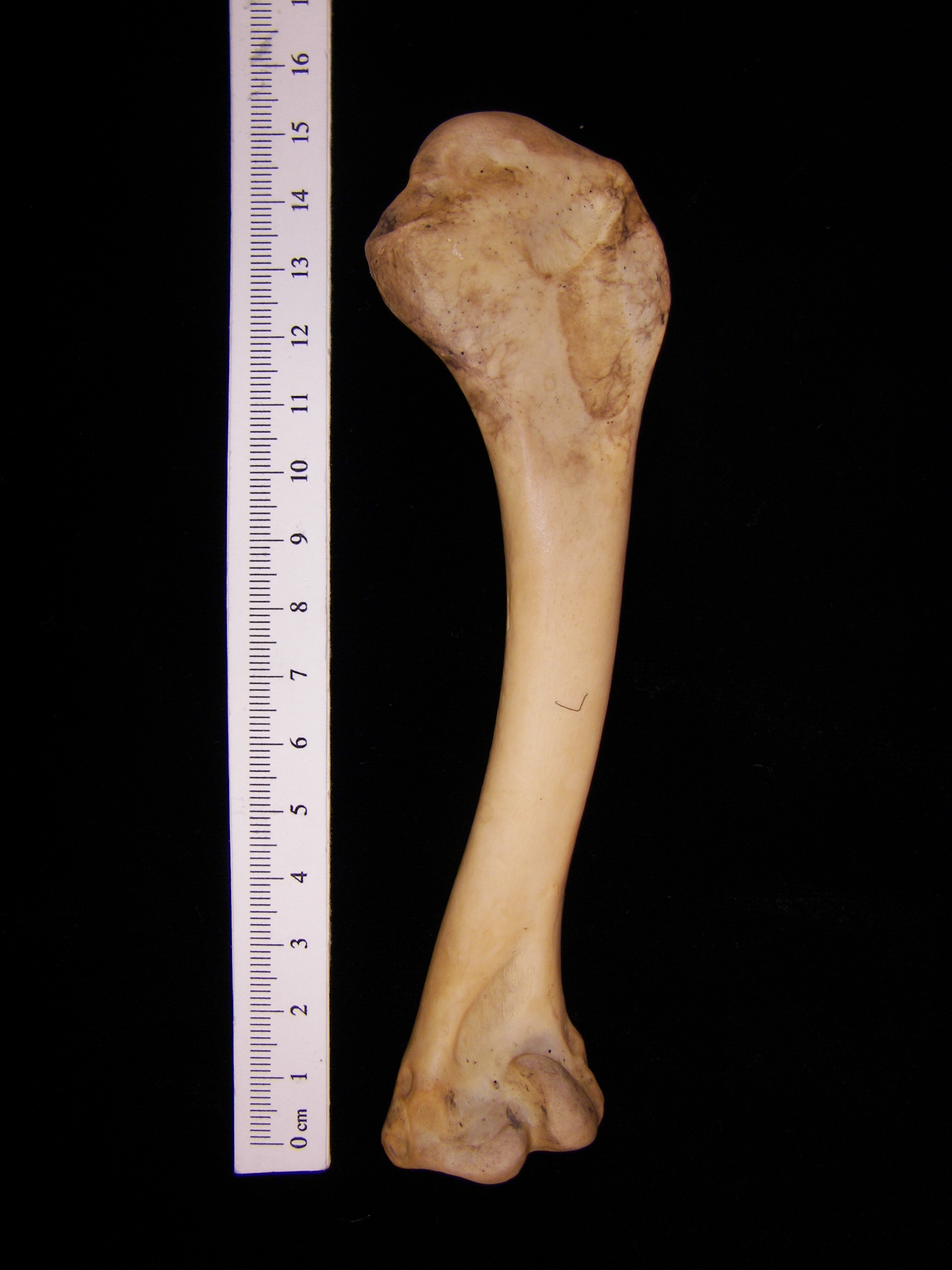 Wild turkey (Meleagris gallopavo) left humerus